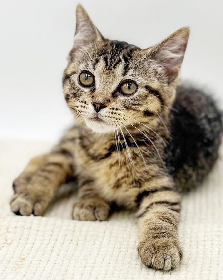 May May might be tiny but she's MIGHTY LOVING, an adopted mixed breed in Bedford Hills, NY image 5/5