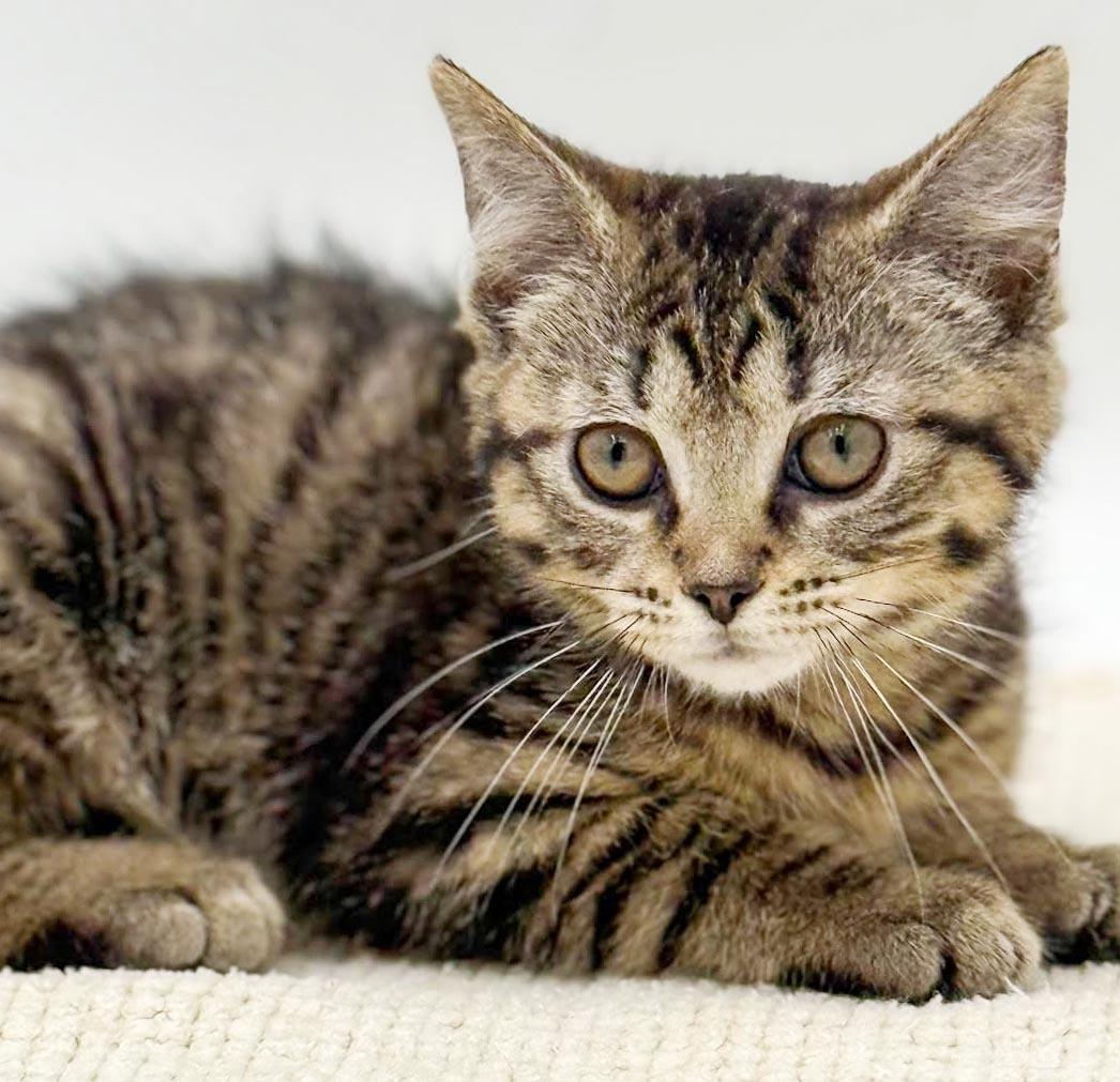 May May might be tiny but she's MIGHTY LOVING, adopted, Kitten Female Bengal & Tabby.
