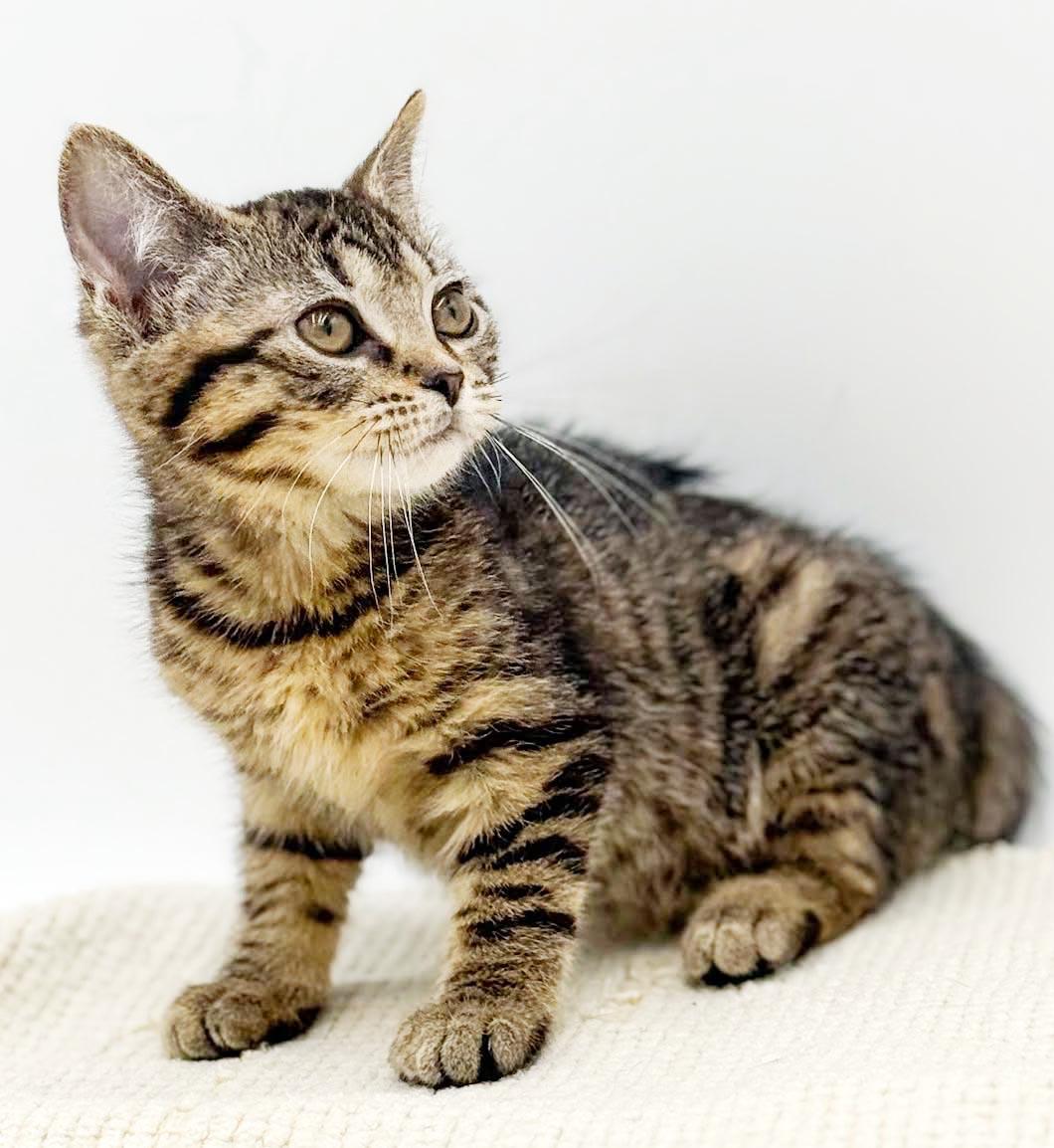 May May might be tiny but she's MIGHTY LOVING, an adopted mixed breed in Bedford Hills, NY image 4/5