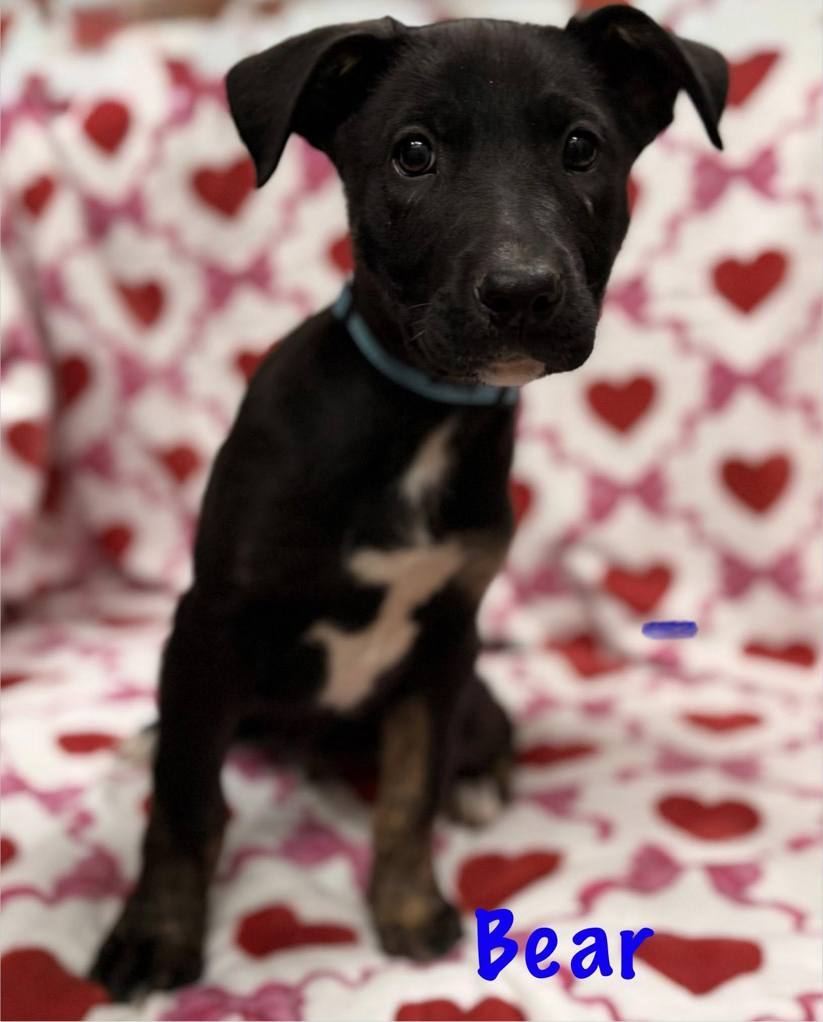 Enlarge Bear, a Adoptable mixed breed in Albany, NY image 2/6