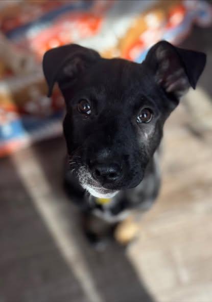 Enlarge Bear, a Adoptable mixed breed in Albany, NY image 6/6