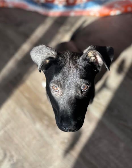 Enlarge Bear, a Adoptable mixed breed in Albany, NY image 4/6