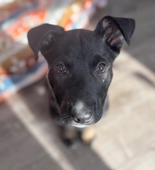 Enlarge Bear, a Adoptable mixed breed in Albany, NY image 3/6