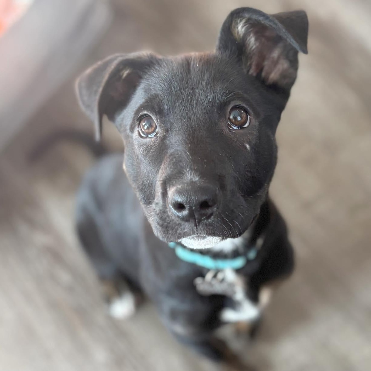 Enlarge Bear, a Adoptable mixed breed in Albany, NY image 1/6