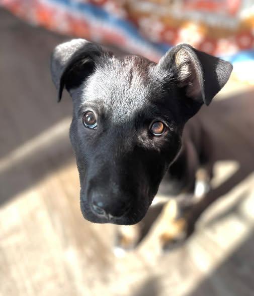 Enlarge Bear, a Adoptable mixed breed in Albany, NY image 5/6