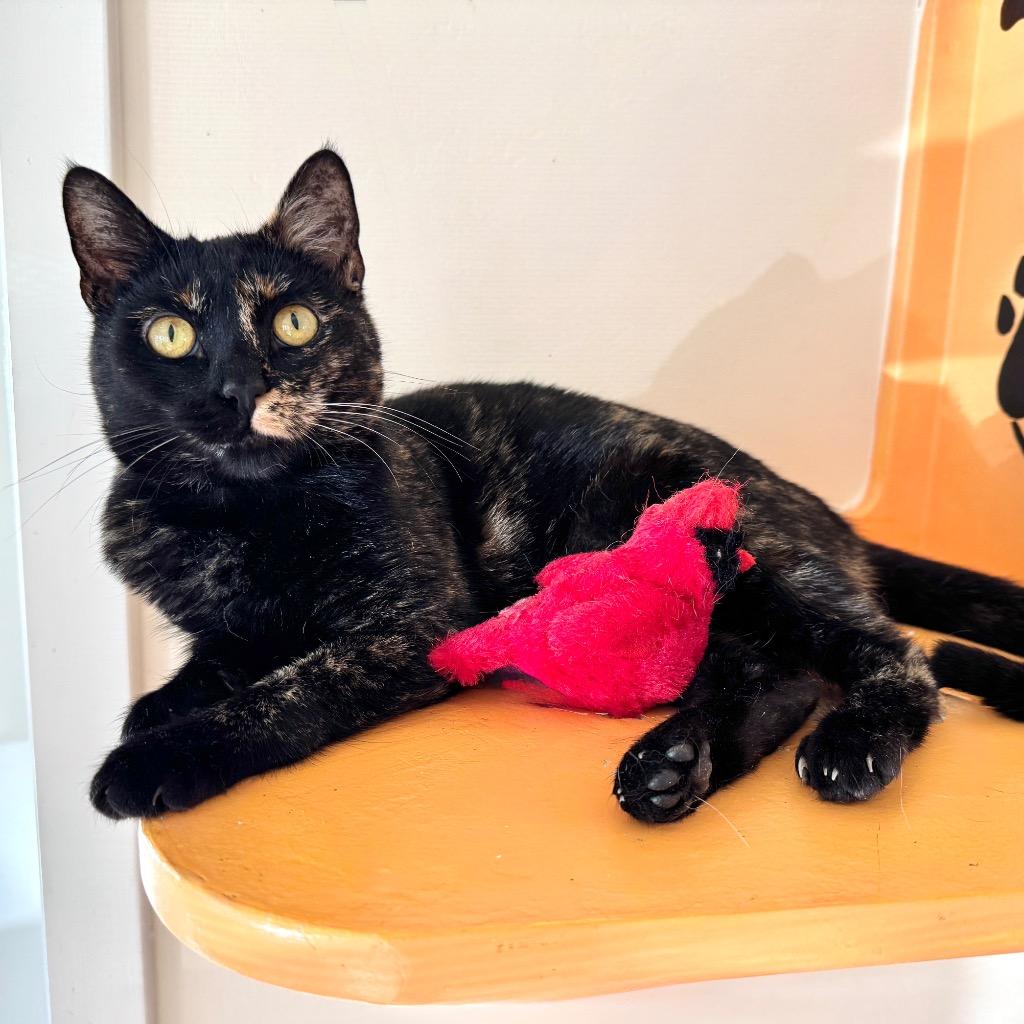 Tani, Adoptable, Young Female Domestic Short Hair.