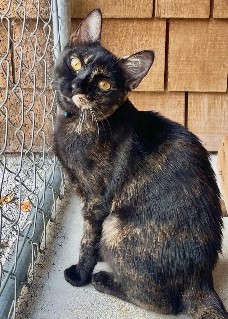 Enlarge Tani, a Adoptable mixed breed in Cambria, CA image 2/6