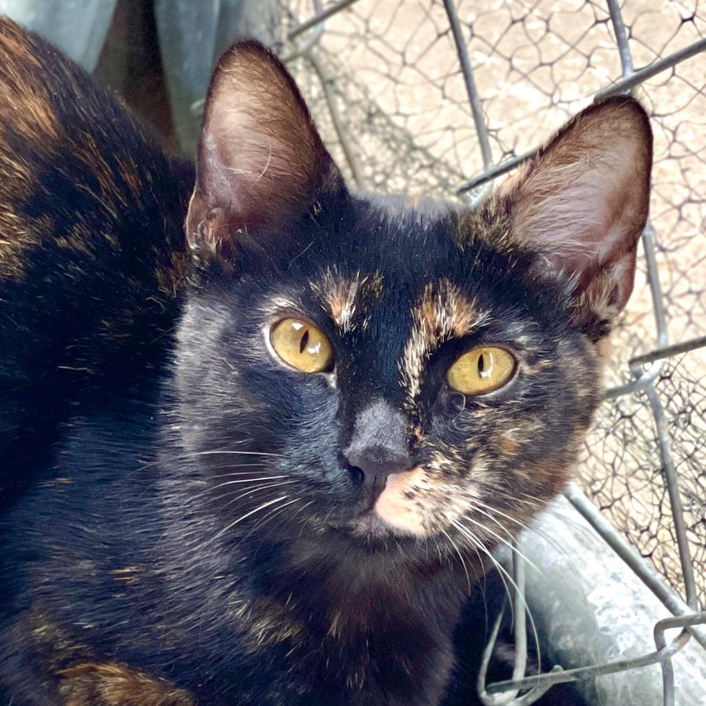 Enlarge Tani, a Adoptable mixed breed in Cambria, CA image 3/6