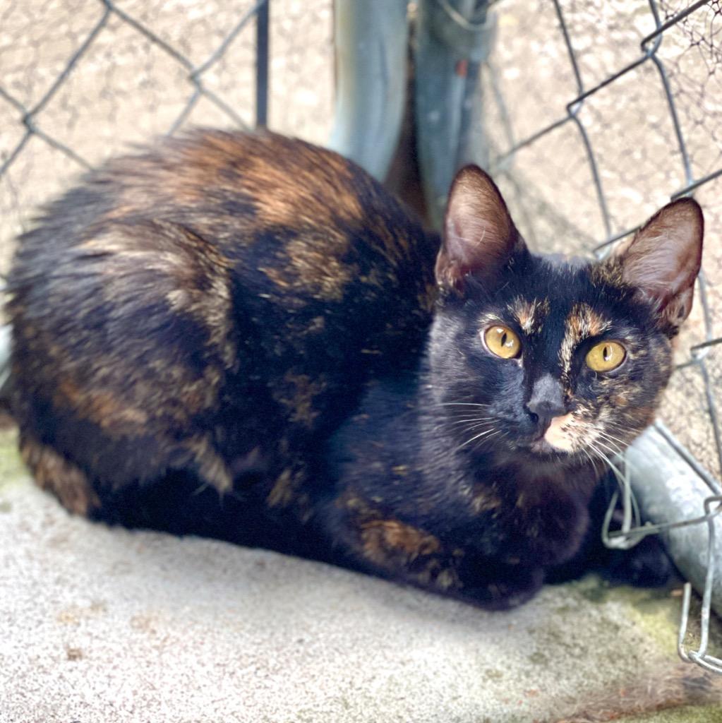 Enlarge Tani, a Adoptable mixed breed in Cambria, CA image 4/6