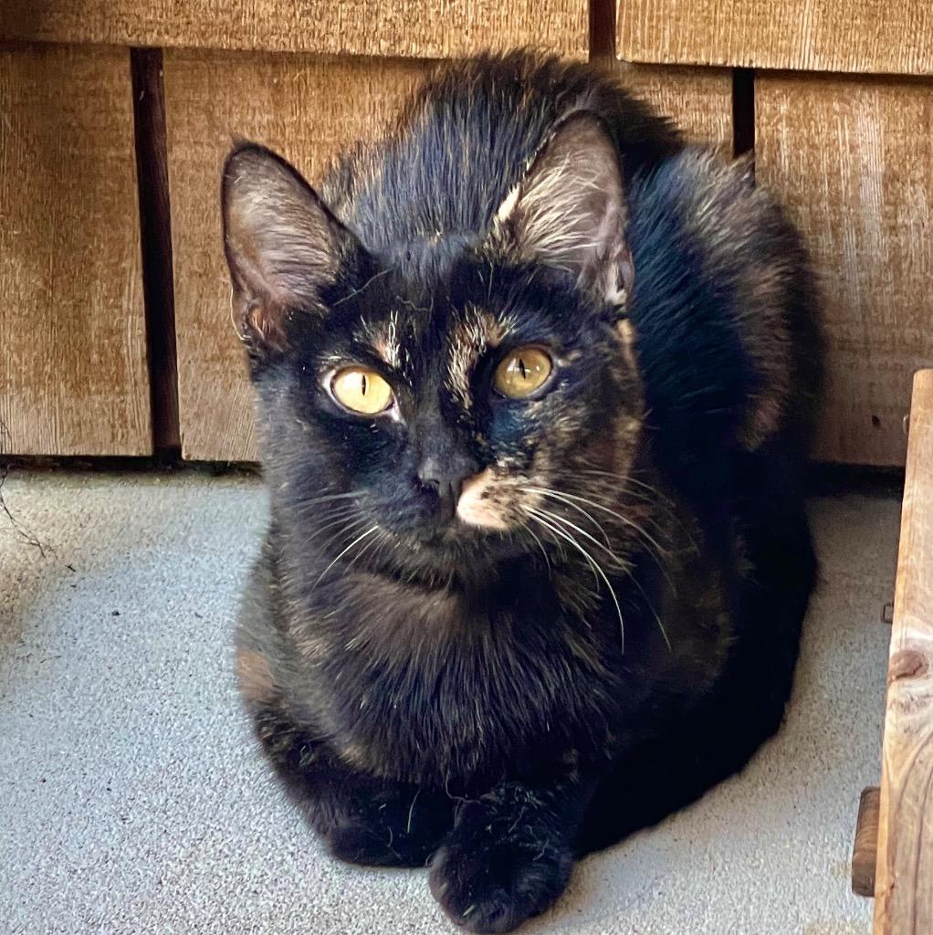 Enlarge Tani, a Adoptable mixed breed in Cambria, CA image 5/6