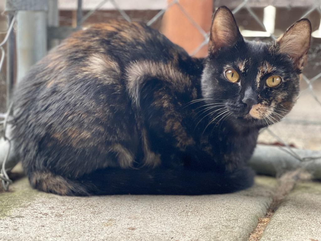 Enlarge Tani, a Adoptable mixed breed in Cambria, CA image 6/6