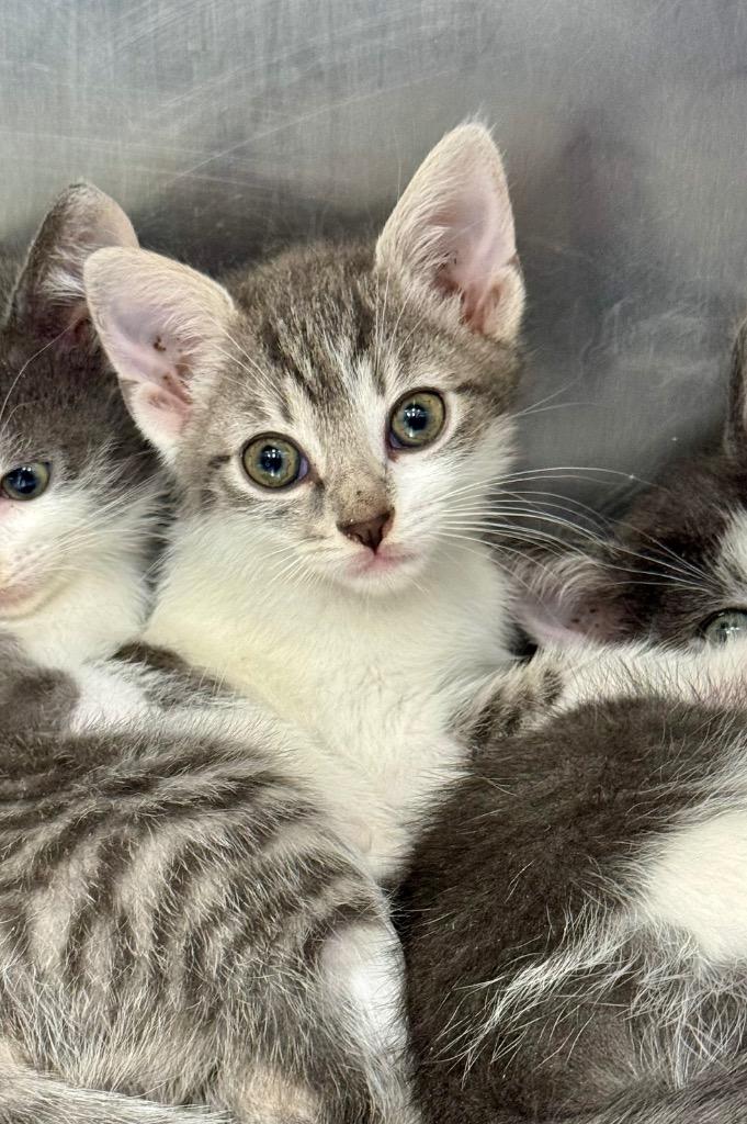 Alli, Adoptable, Kitten Female Domestic Short Hair.
