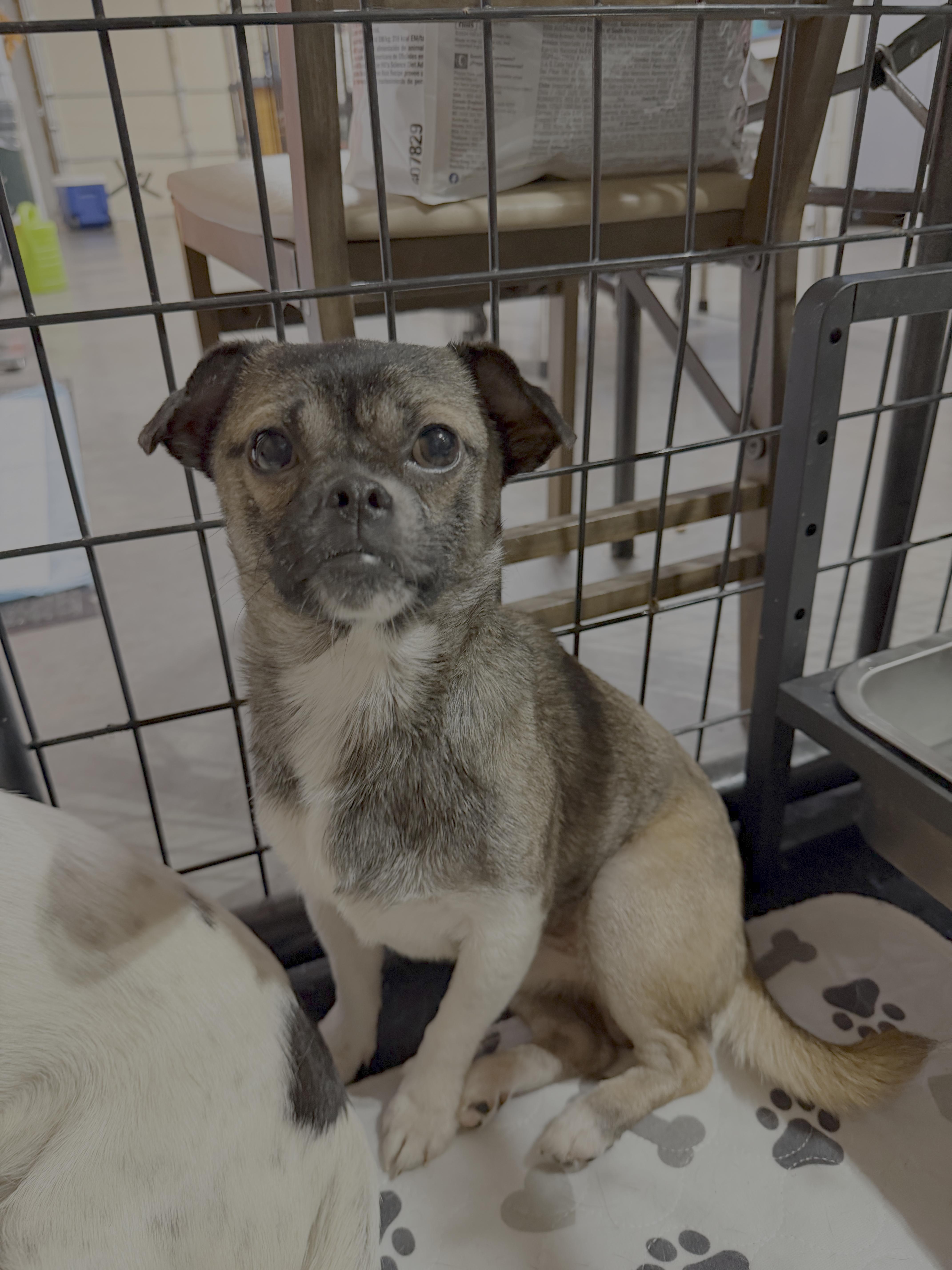 Enlarge Rocket, a Adoptable Chihuahua in Knoxville, TN image 1/1