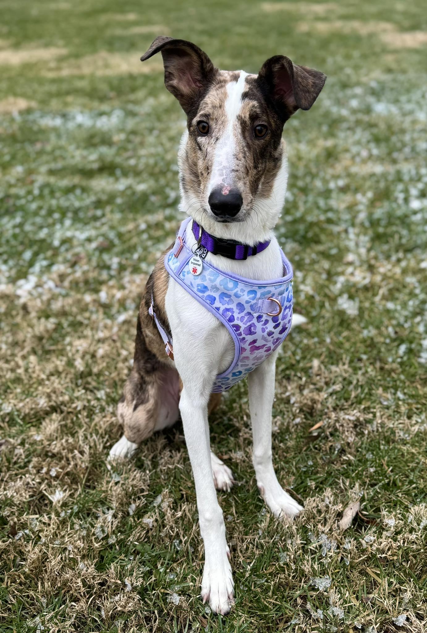 Serana, a ADOPTABLE mixed breed in Indianapolis, IN image 2/6