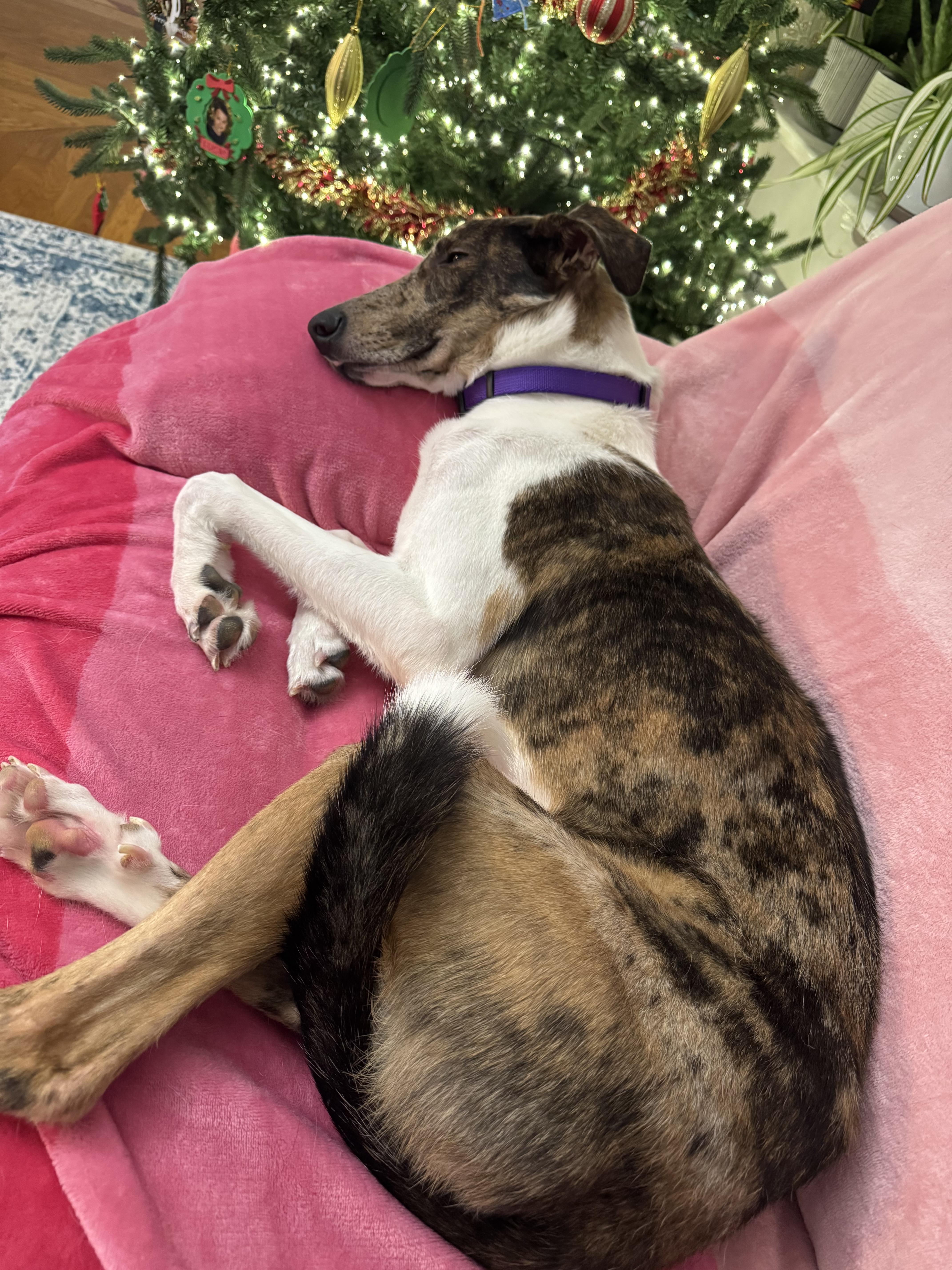 Serana, a ADOPTABLE mixed breed in Indianapolis, IN image 6/6