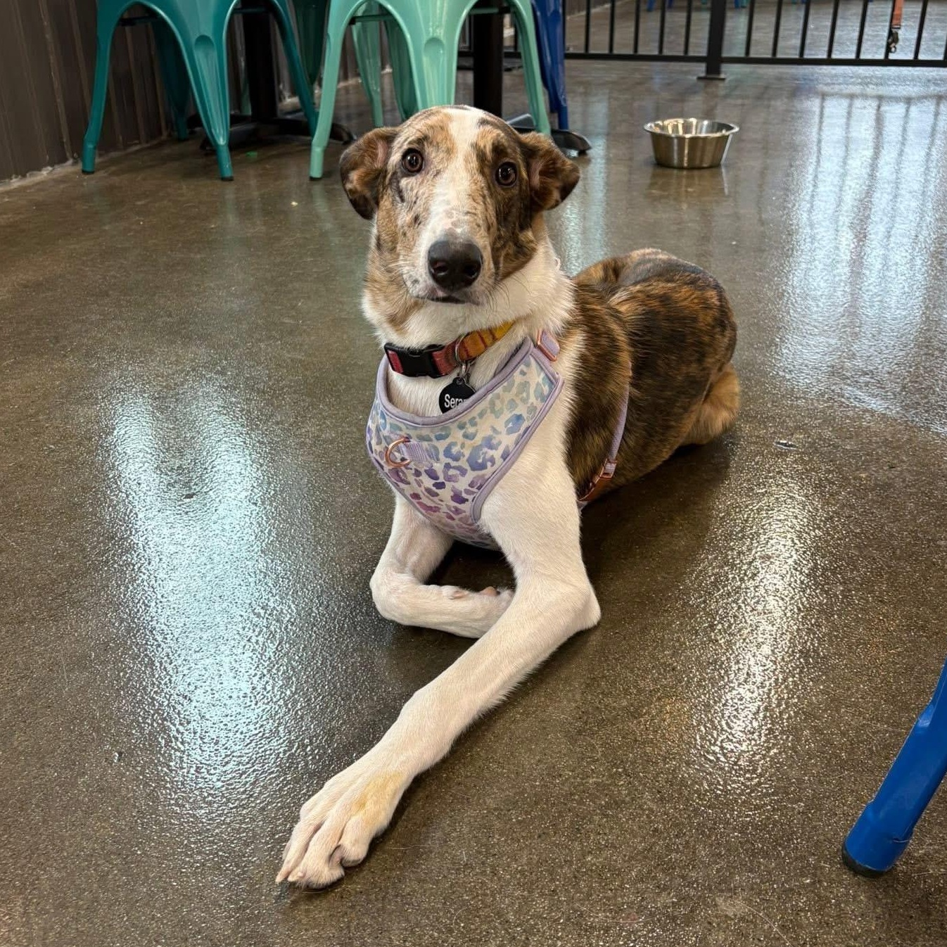 Serana, a ADOPTABLE mixed breed in Indianapolis, IN image 5/6