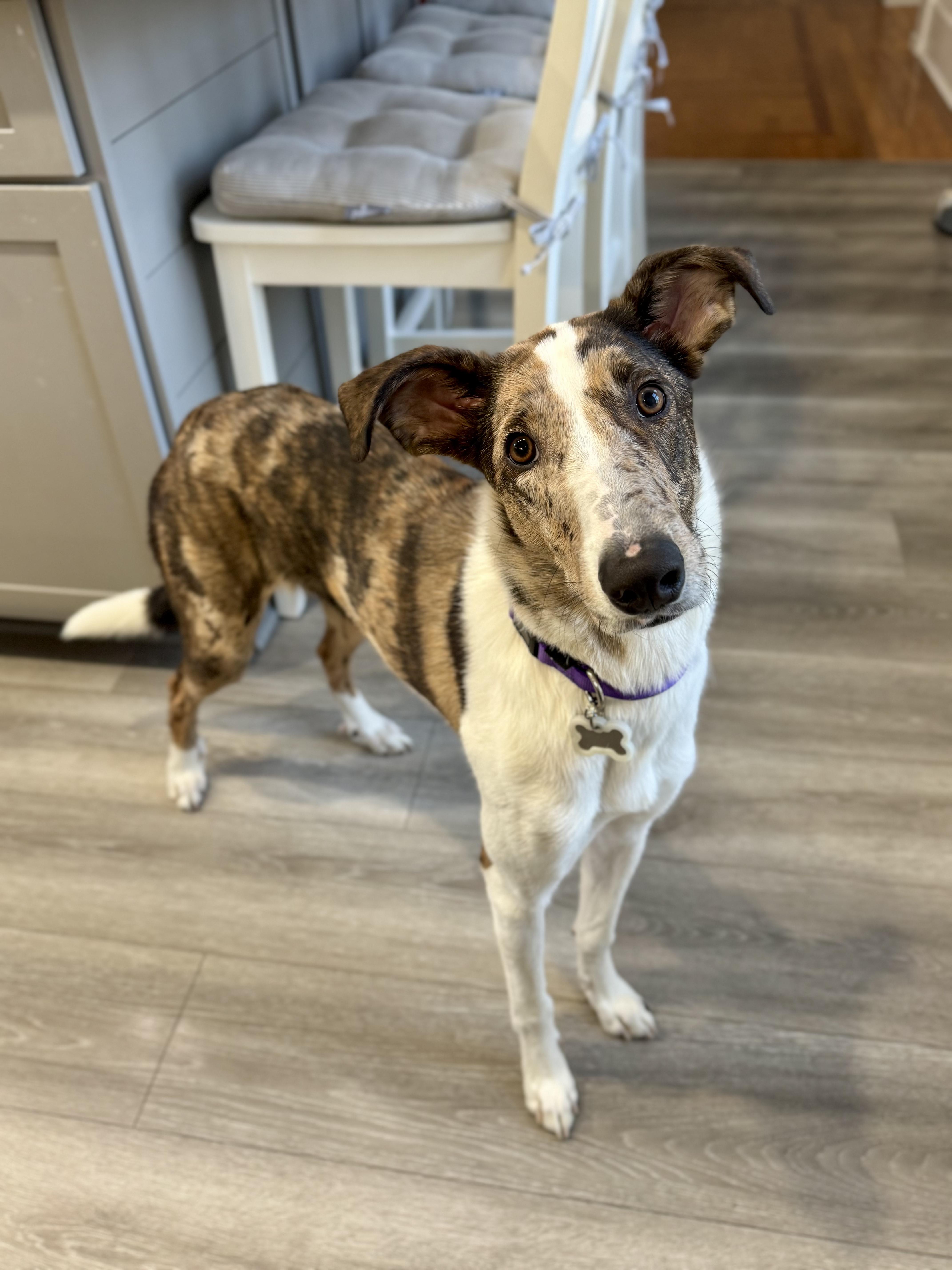 Serana, a ADOPTABLE mixed breed in Indianapolis, IN image 3/6