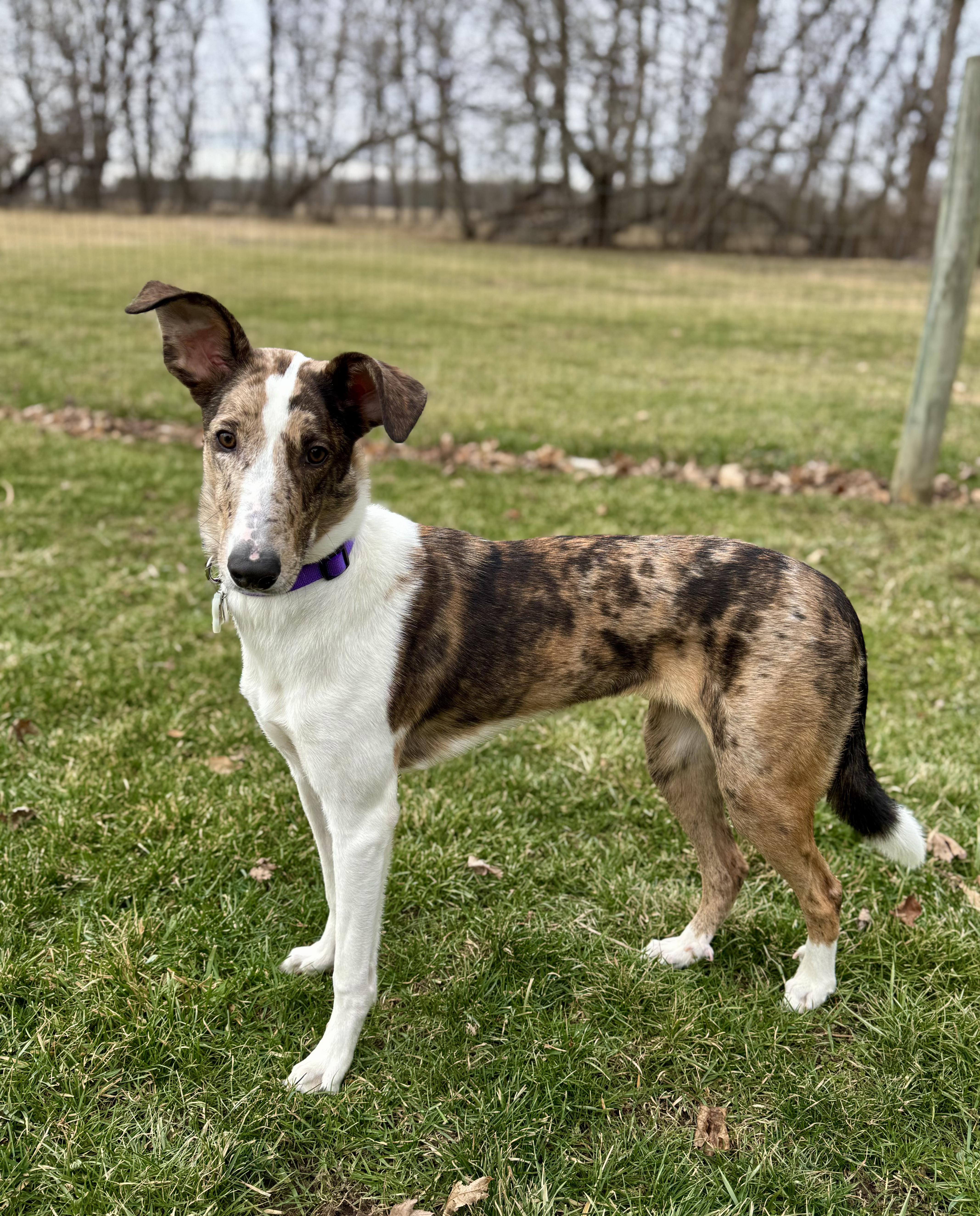 Serana, a ADOPTABLE mixed breed in Indianapolis, IN image 1/6