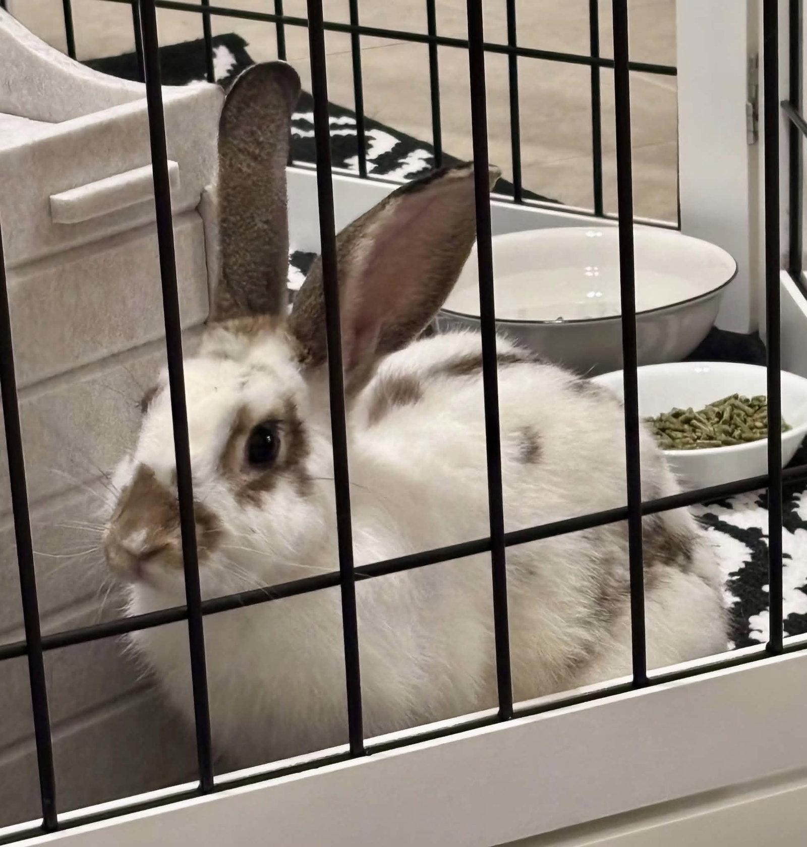Enlarge Charlie (#3) ADOPTION PENDING, a Adoptable Bunny Rabbit in Baton Rouge, LA image 1/3