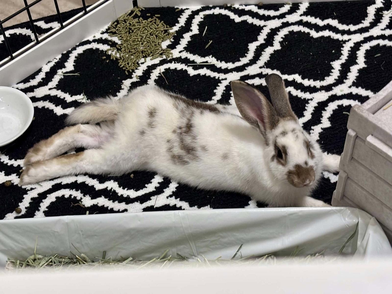 Enlarge Charlie (#3) ADOPTION PENDING, a Adoptable Bunny Rabbit in Baton Rouge, LA image 2/3