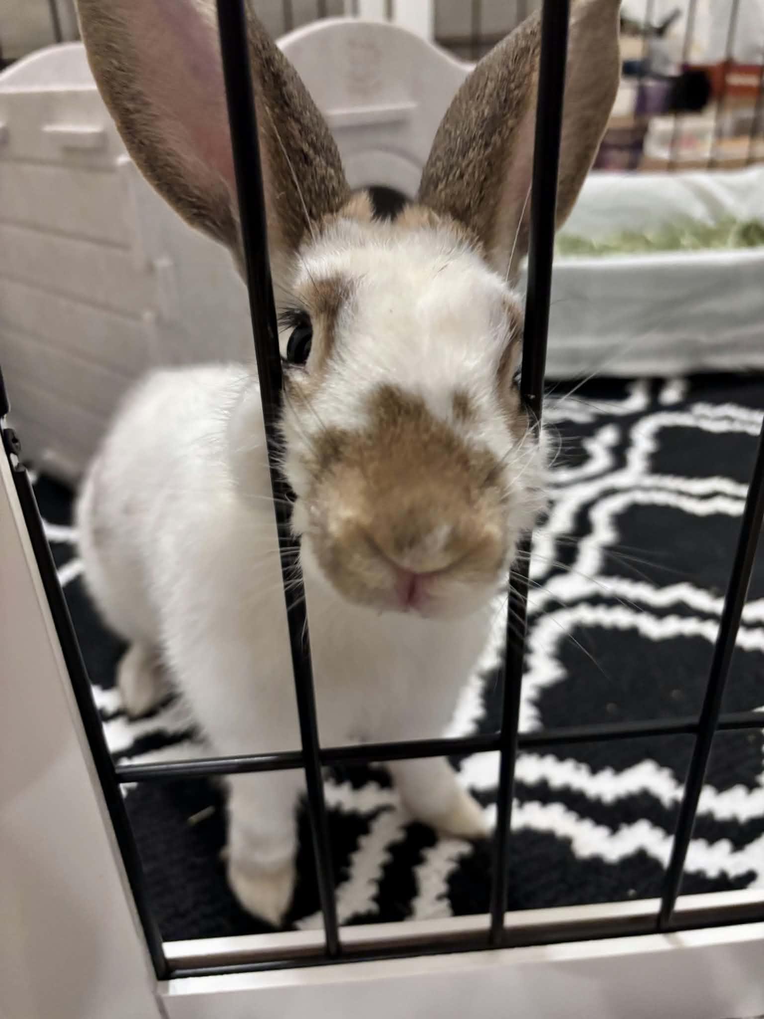 Enlarge Charlie (#3) ADOPTION PENDING, a Adoptable Bunny Rabbit in Baton Rouge, LA image 3/3