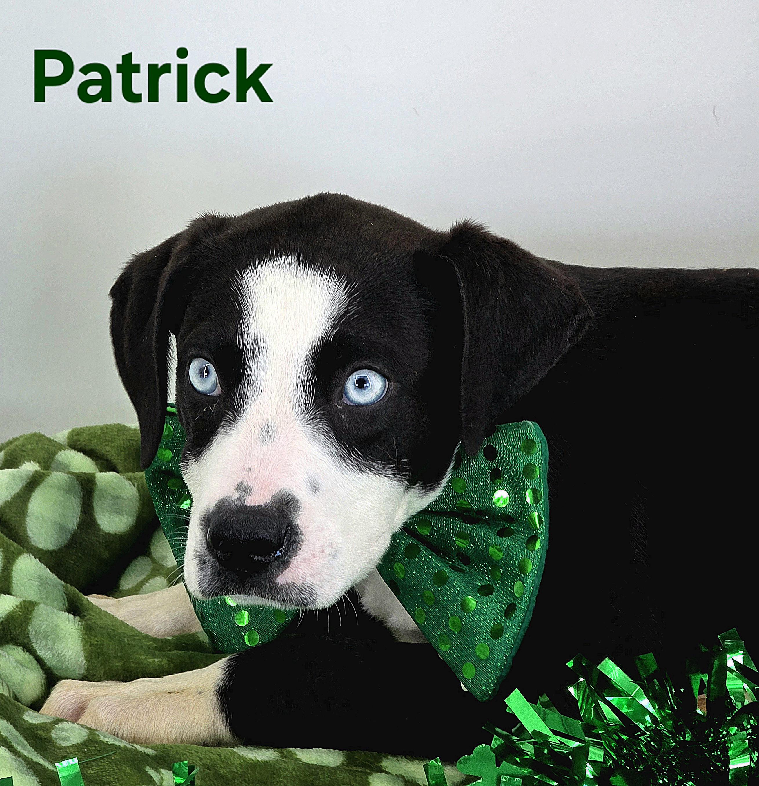 Patrick , Adoptable, Puppy Male Great Dane.