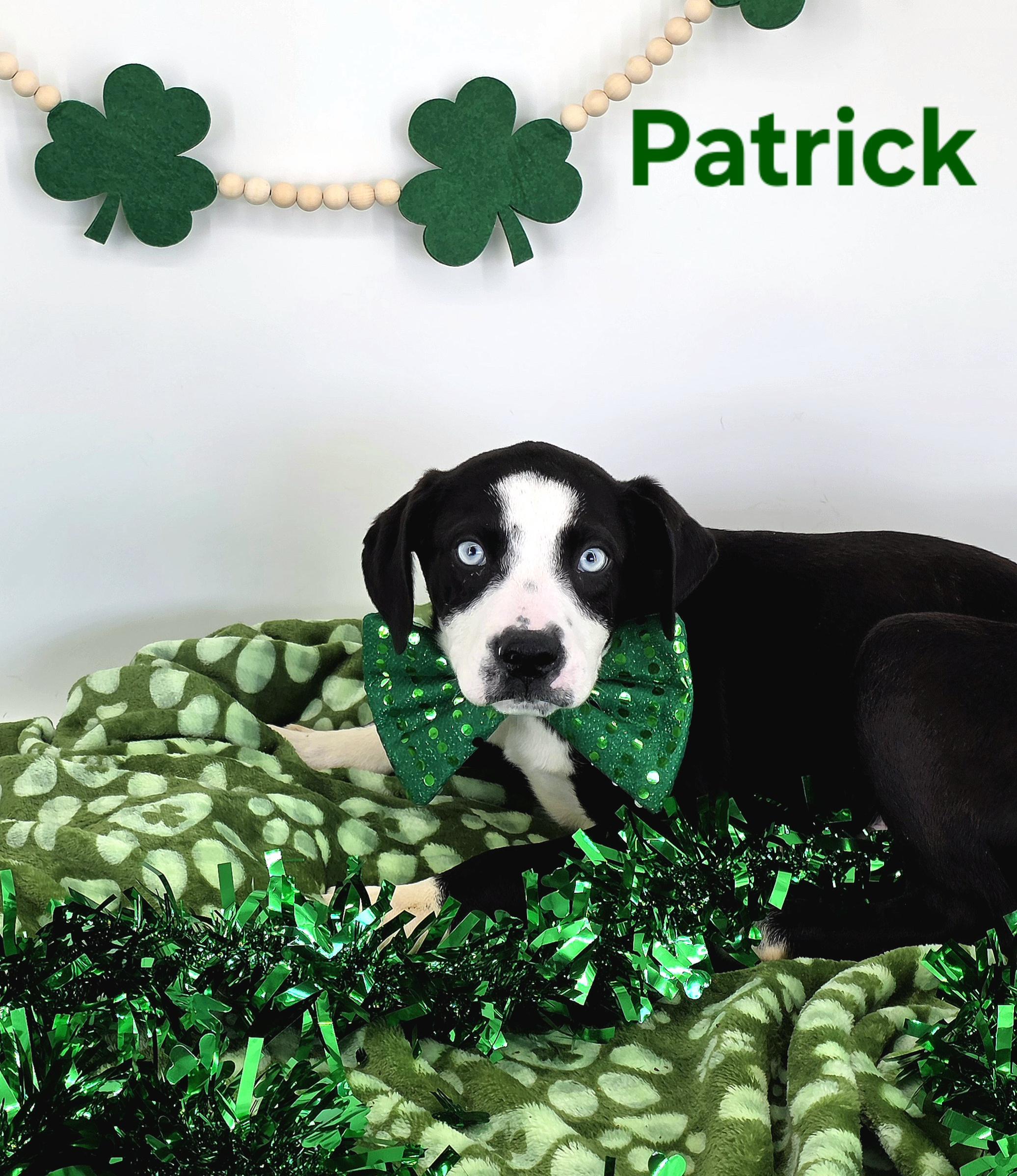 Enlarge Patrick , a Adoptable mixed breed in Knoxville, TN image 3/3
