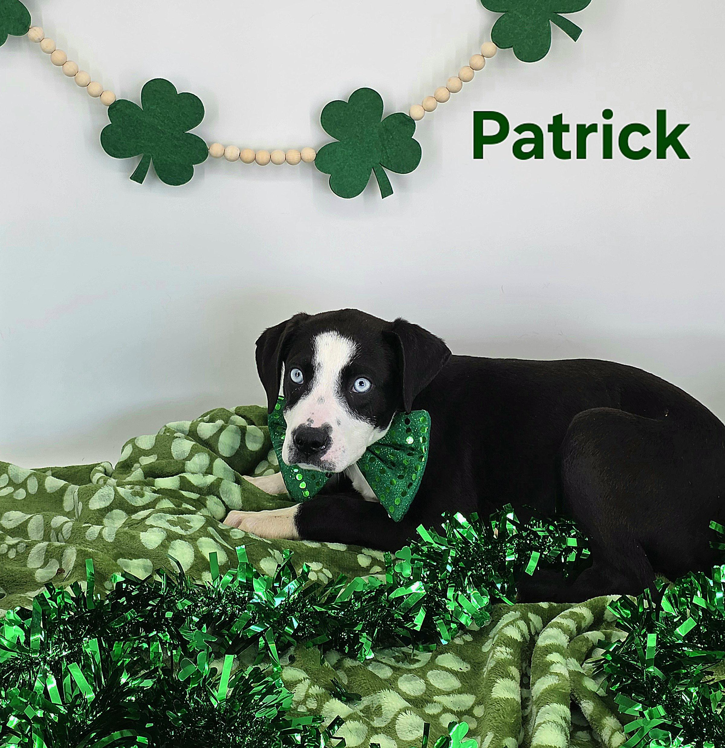 Enlarge Patrick , a Adoptable mixed breed in Knoxville, TN image 2/3
