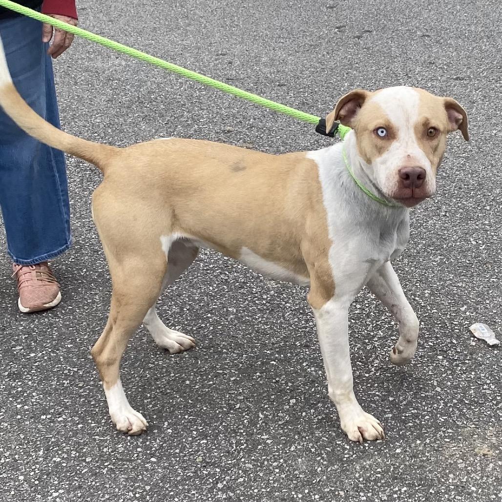 Vex 6375 — thumbnail 2