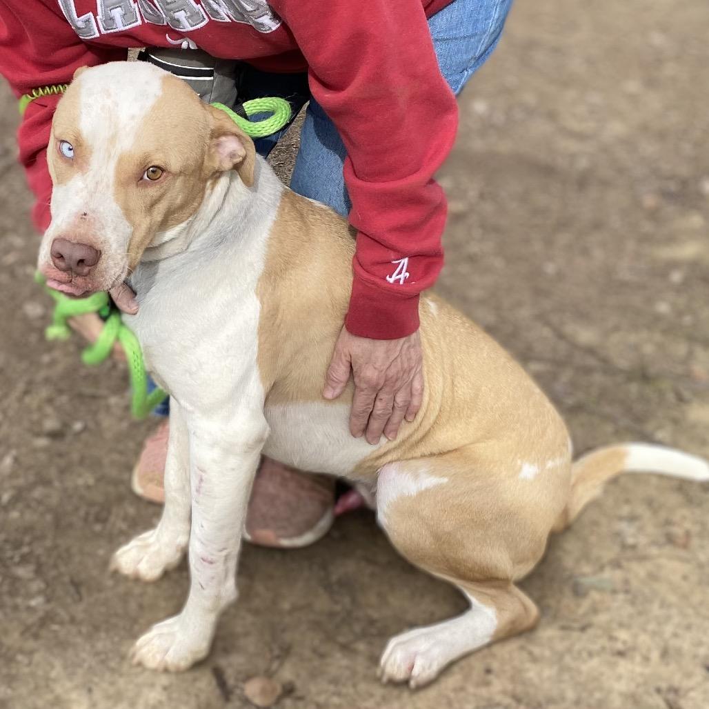 Vex 6375 — thumbnail 3