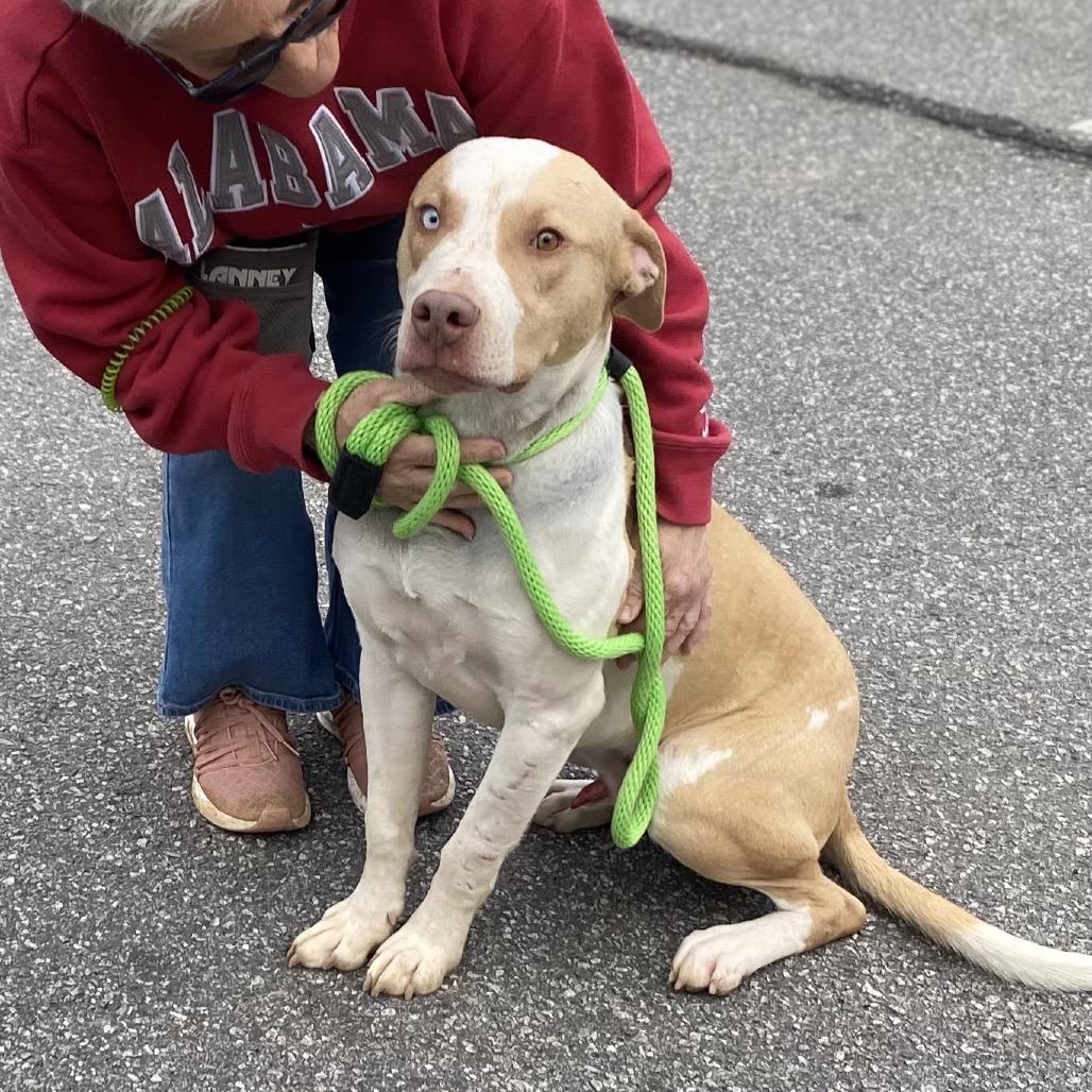 Vex 6375 — thumbnail 4