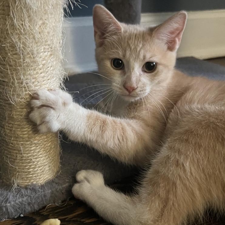 Enlarge Pumbaa & Nala, a Adoptable mixed breed in Mahopac, NY image 3/4