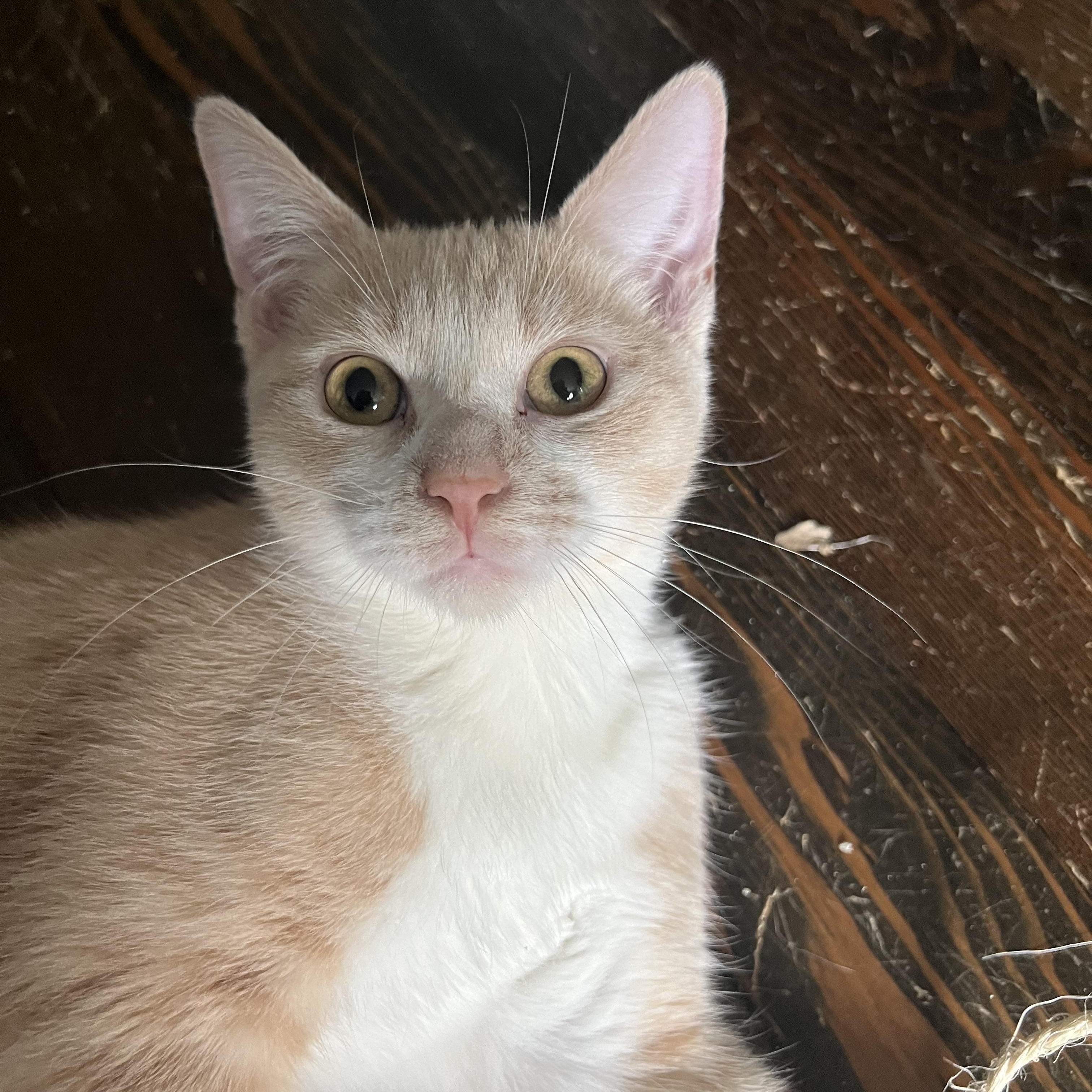 Pumbaa & Nala, Adoptable, Kitten Male Domestic Short Hair.