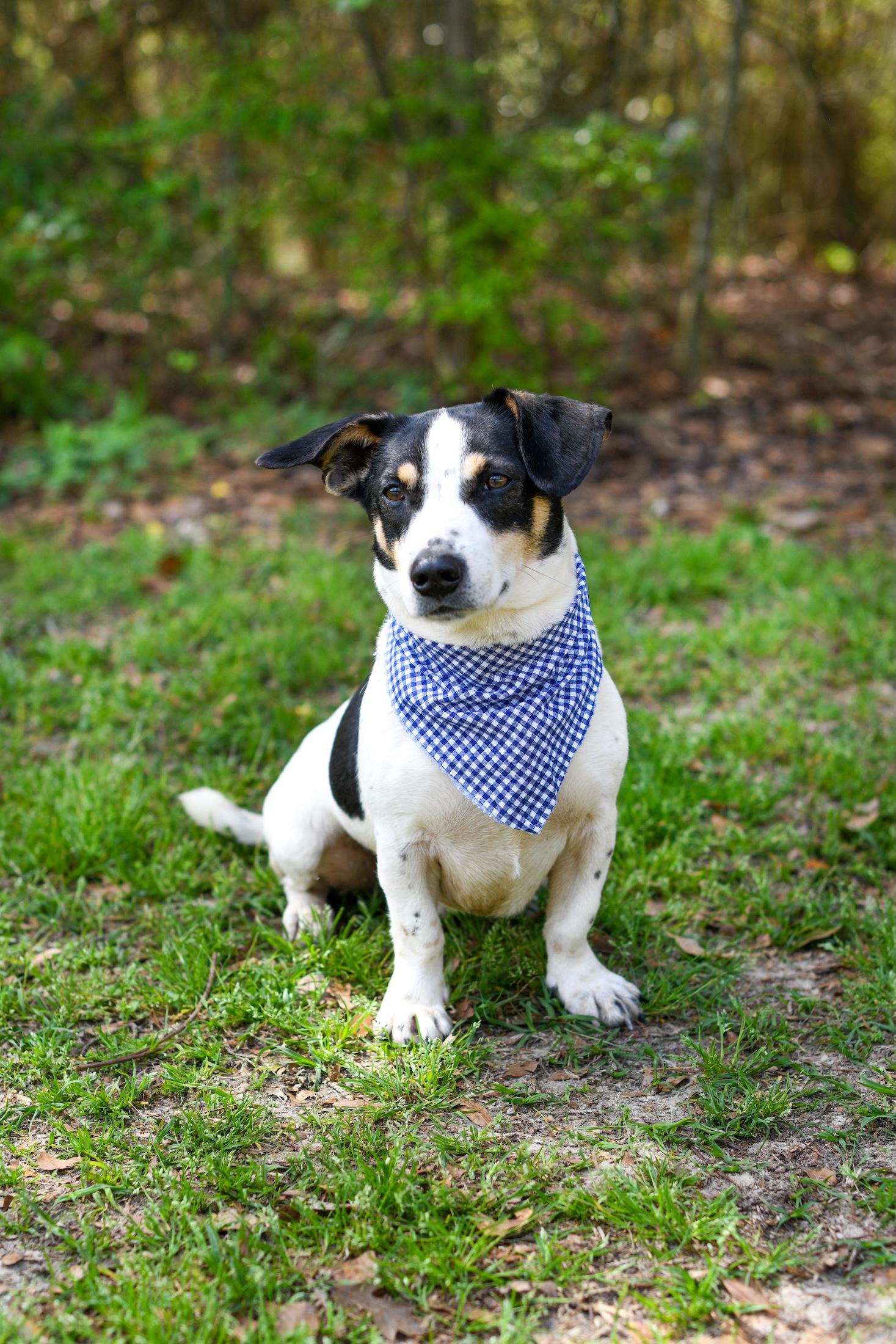 Enlarge Duke , an adopted Mixed Breed in Argyle, NY image 6/6