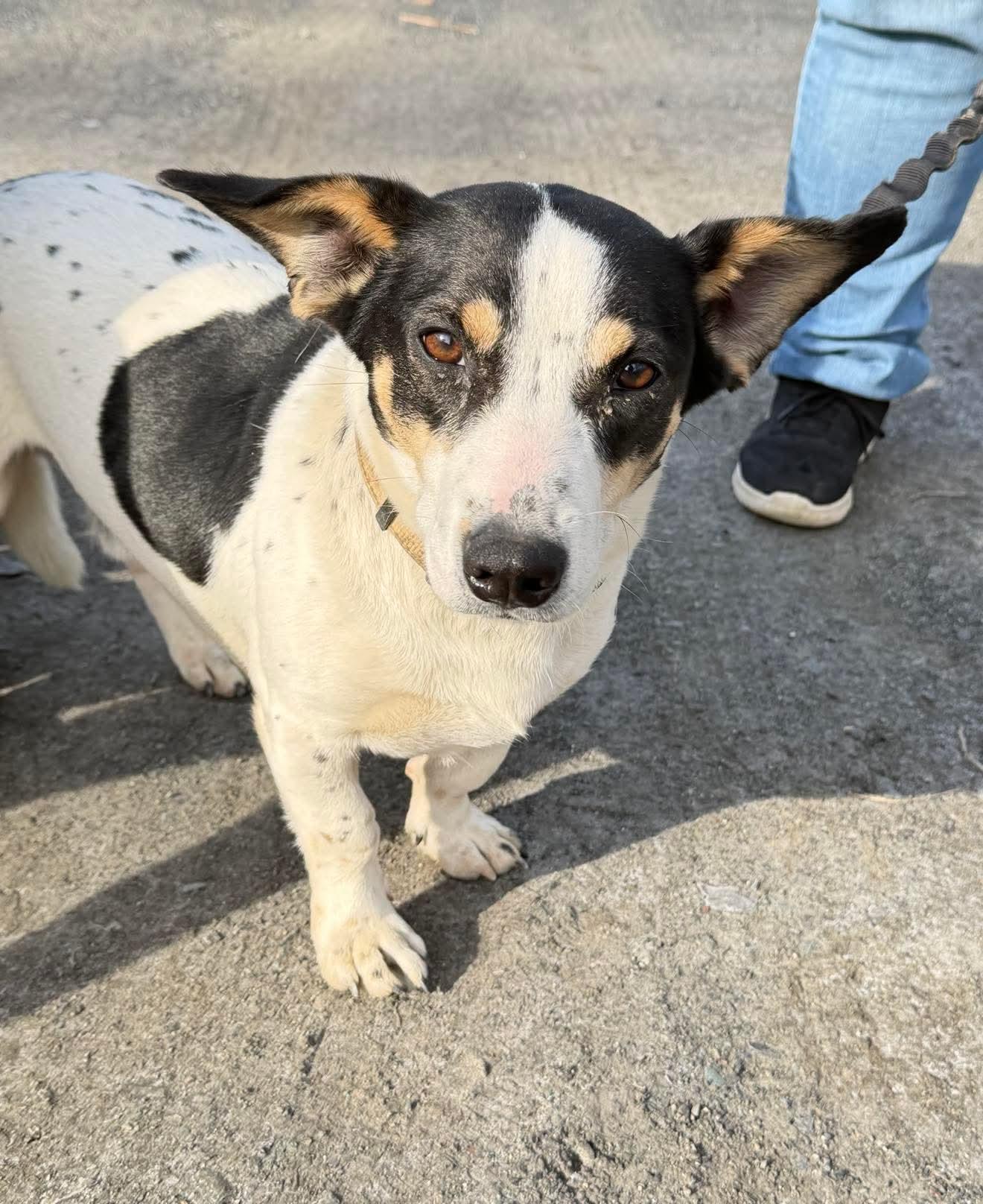 Duke , adopted, Adult Male Mixed Breed.