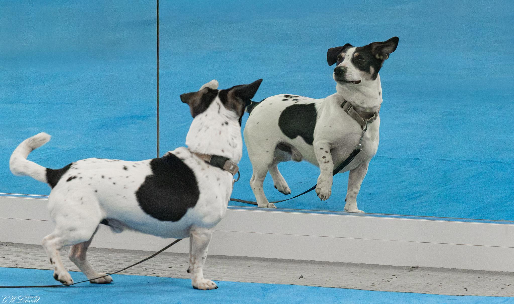 Enlarge Duke , an adopted Mixed Breed in Argyle, NY image 3/6