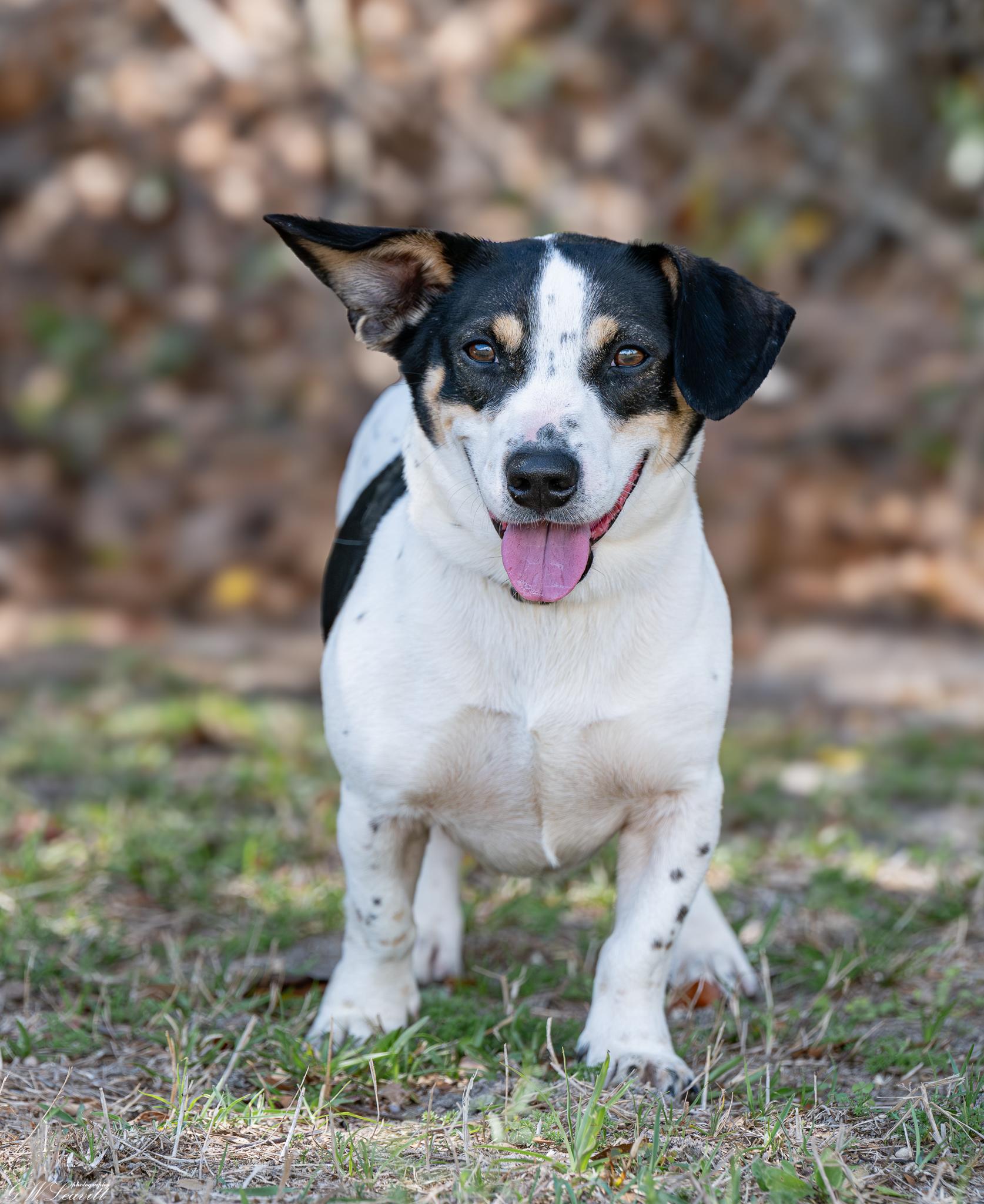 Enlarge Duke , an adopted Mixed Breed in Argyle, NY image 2/6