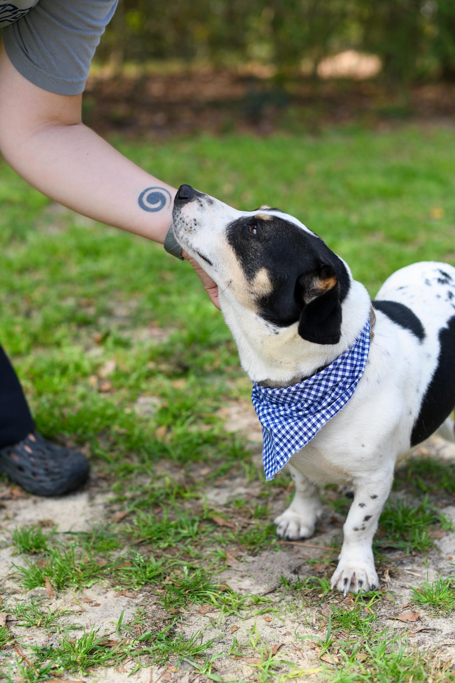 Enlarge Duke , an adopted Mixed Breed in Argyle, NY image 5/6