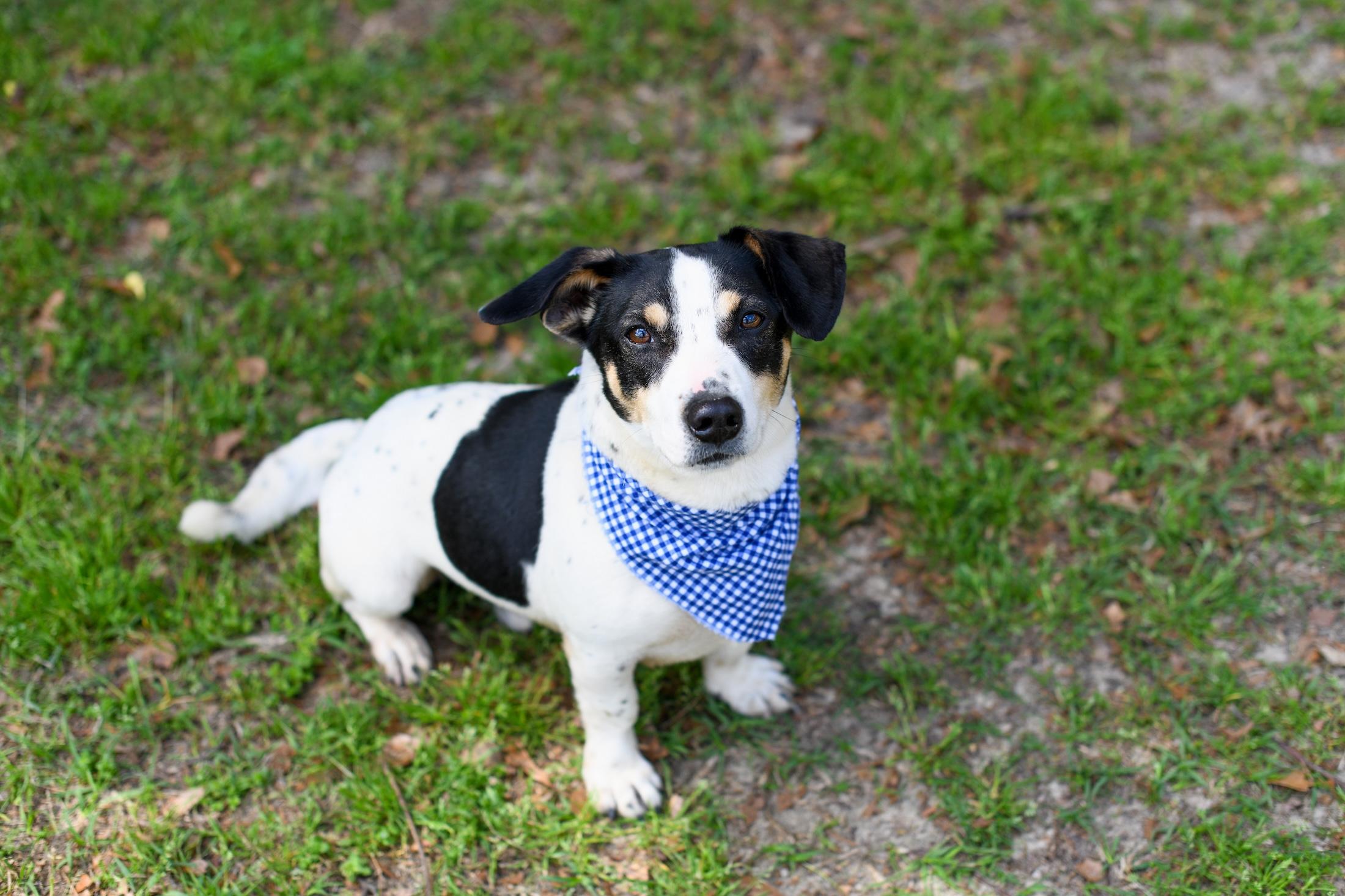 Enlarge Duke , an adopted Mixed Breed in Argyle, NY image 4/6