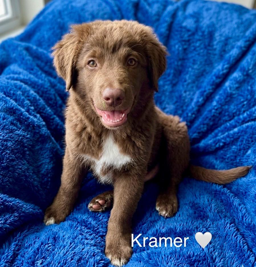 Enlarge Kramer, an adopted mixed breed in Rockwall, TX image 1/5