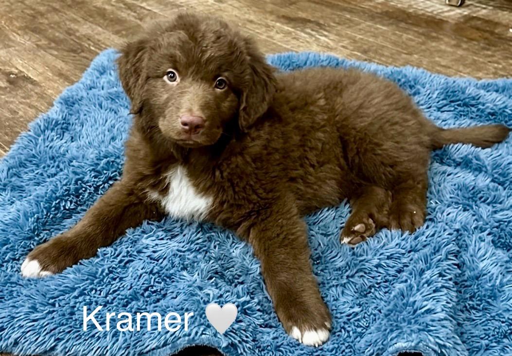 Enlarge Kramer, an adopted mixed breed in Rockwall, TX image 4/5