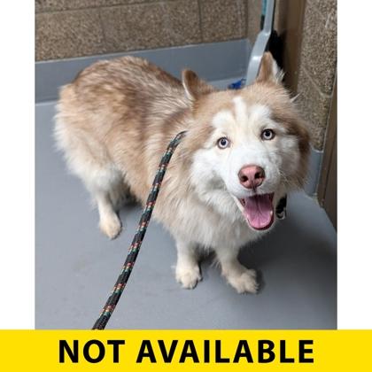 Enlarge Siren, a Adoptable mixed breed in Eugene, OR image 1/1