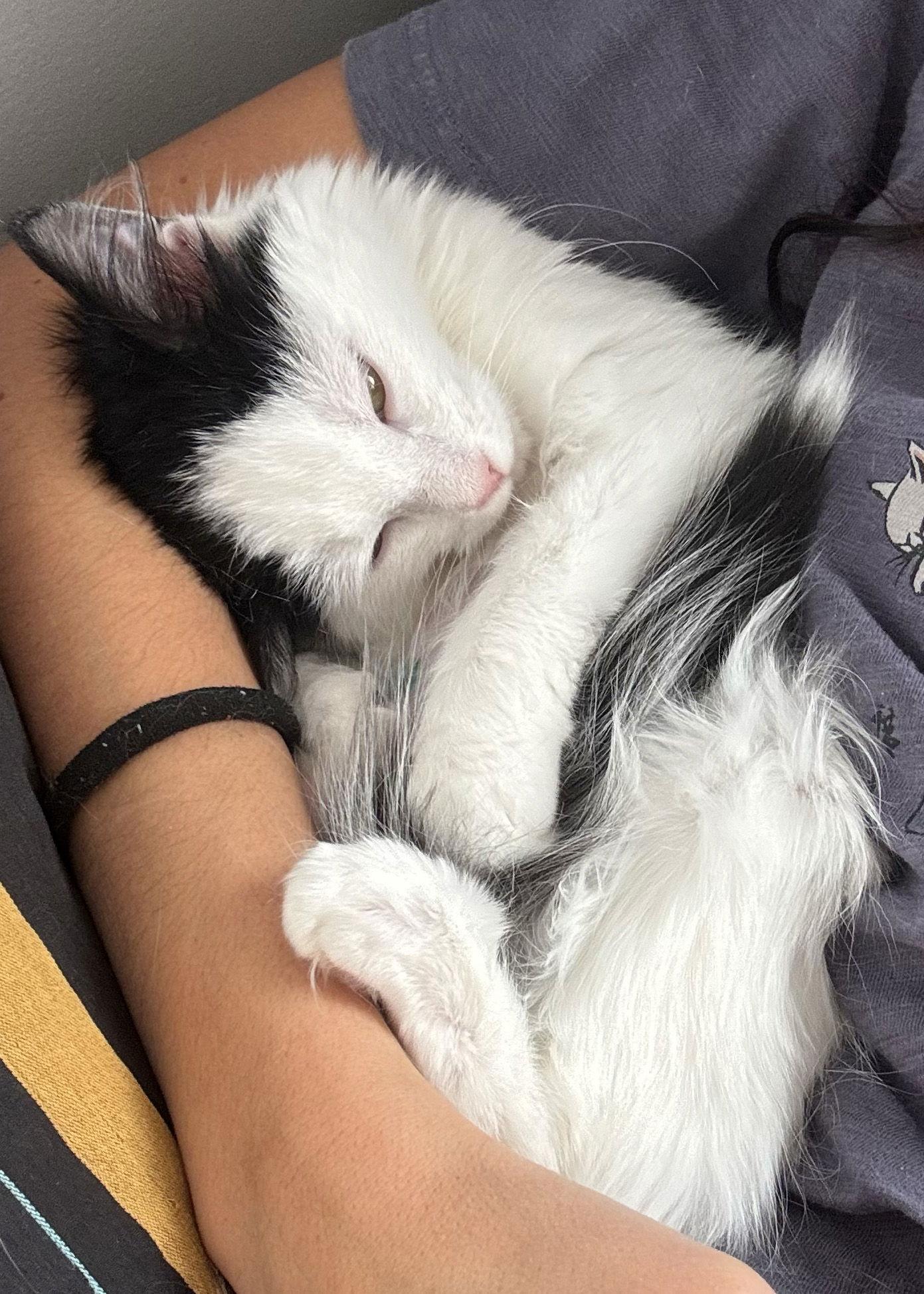 Chloe, a Adoptable Domestic Short Hair in Orleans, ON image 1/3