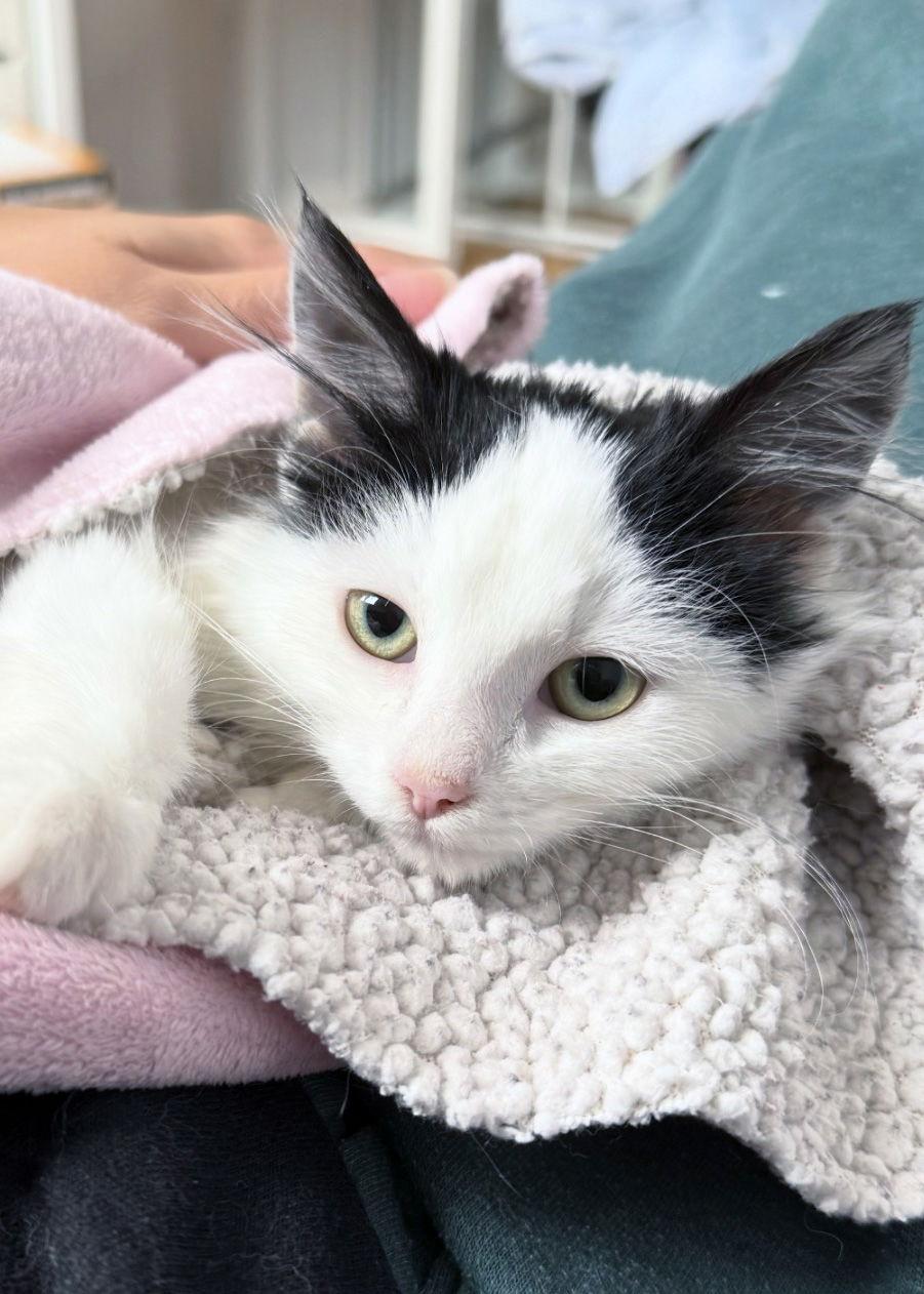 Chloe, a Adoptable Domestic Short Hair in Orleans, ON image 2/3