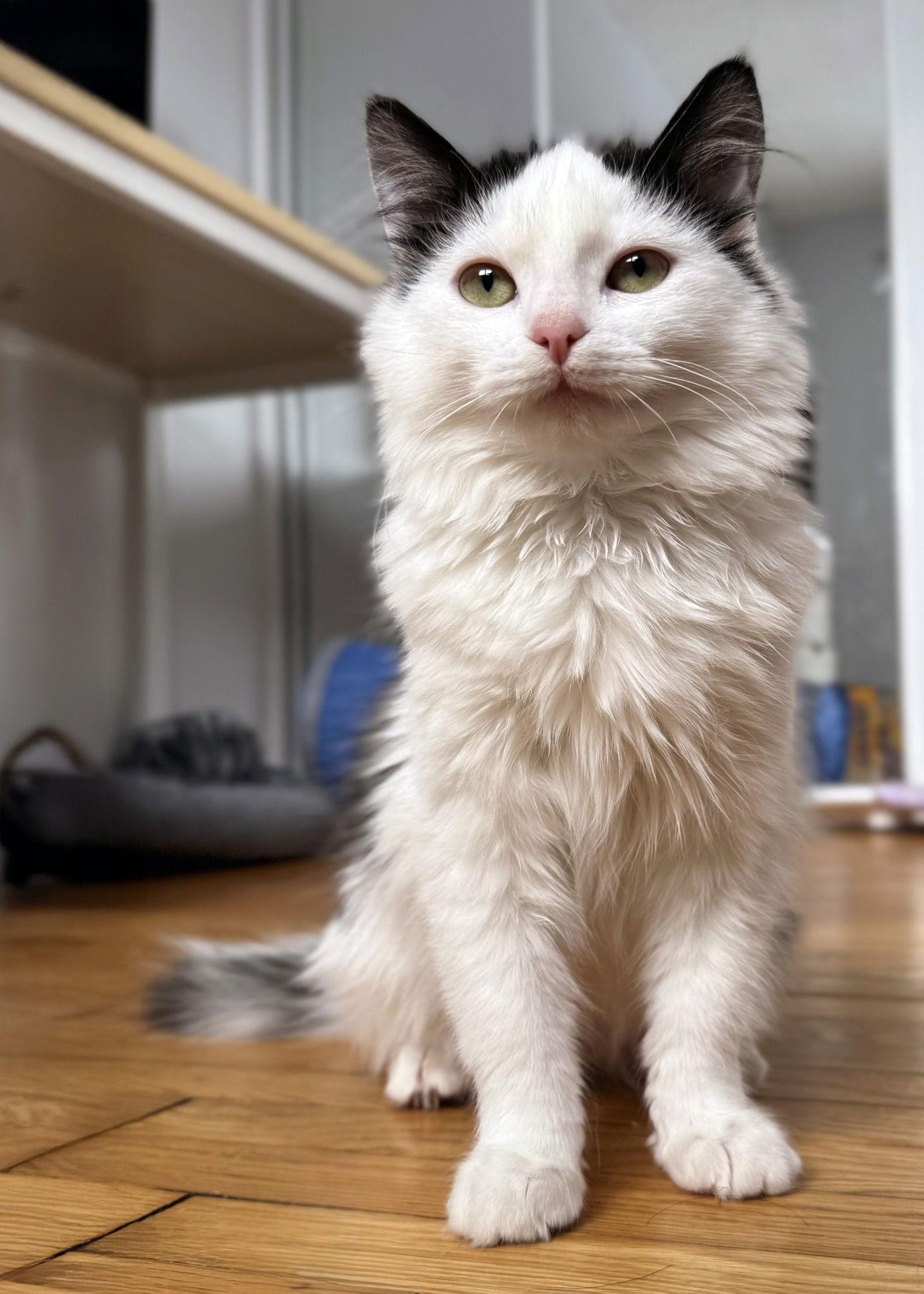 Chloe, a Adoptable Domestic Short Hair in Orleans, ON image 3/3