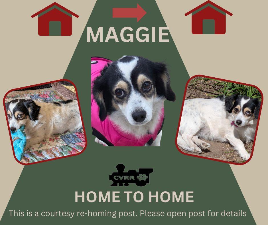 Enlarge *Maggie* HOME TO HOME, a Adopted Dachshund in LINDSAY, CA image 1/1