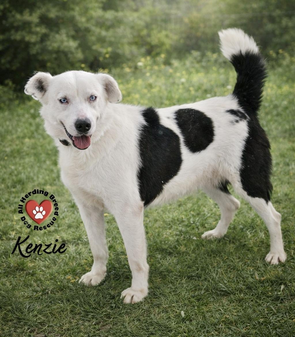 Kenzie, a ADOPTABLE mixed breed in Joliet, IL image 3/4