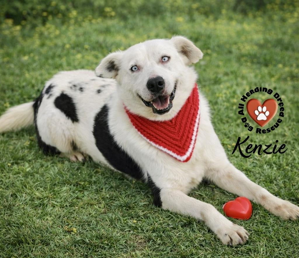 Kenzie, a ADOPTABLE mixed breed in Joliet, IL image 4/4