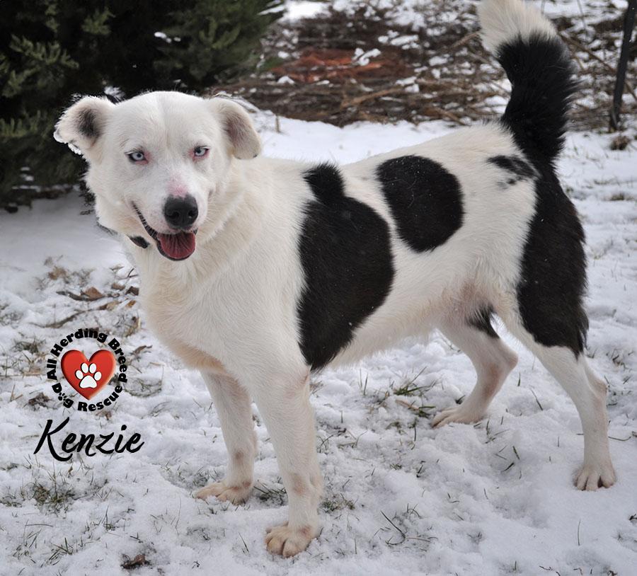 Enlarge Kenzie, a ADOPTABLE mixed breed in Joliet, IL image 1/5