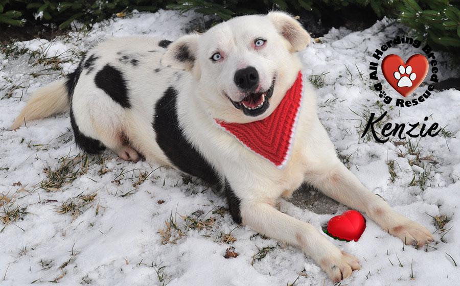 Enlarge Kenzie, a ADOPTABLE mixed breed in Joliet, IL image 5/5